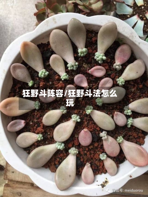 狂野斗阵容/狂野斗法怎么玩-第2张图片