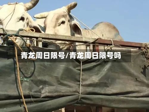 青龙周日限号/青龙周日限号吗