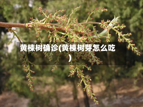 黄楝树确诊(黄楝树芽怎么吃)