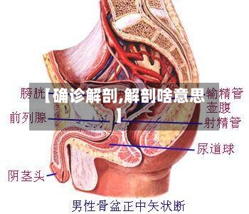 【确诊解剖,解剖啥意思】