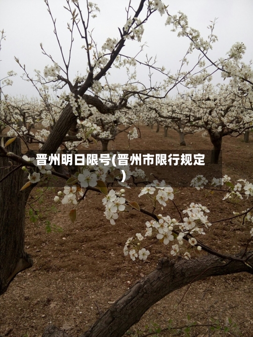 晋州明日限号(晋州市限行规定)