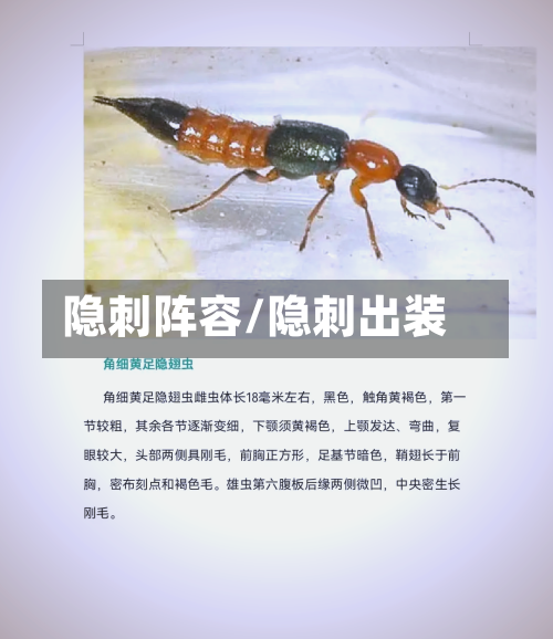 隐刺阵容/隐刺出装-第2张图片