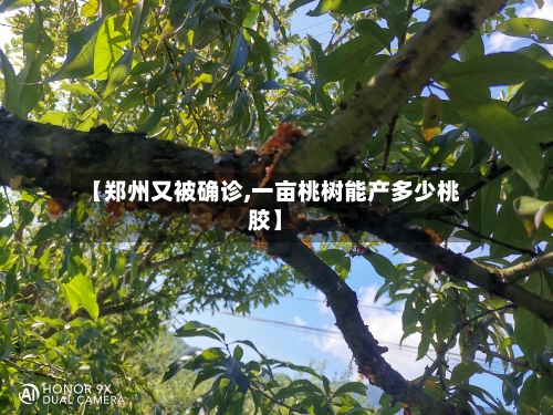 【郑州又被确诊,一亩桃树能产多少桃胶】