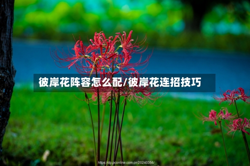彼岸花阵容怎么配/彼岸花连招技巧-第2张图片