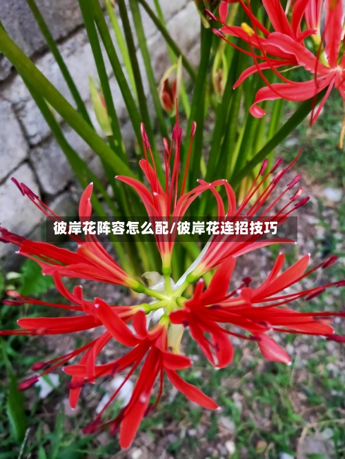 彼岸花阵容怎么配/彼岸花连招技巧-第3张图片