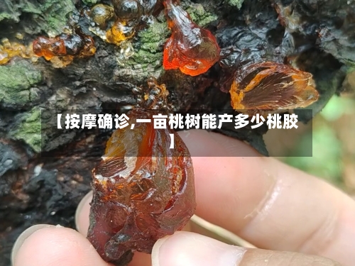 【按摩确诊,一亩桃树能产多少桃胶】-第2张图片