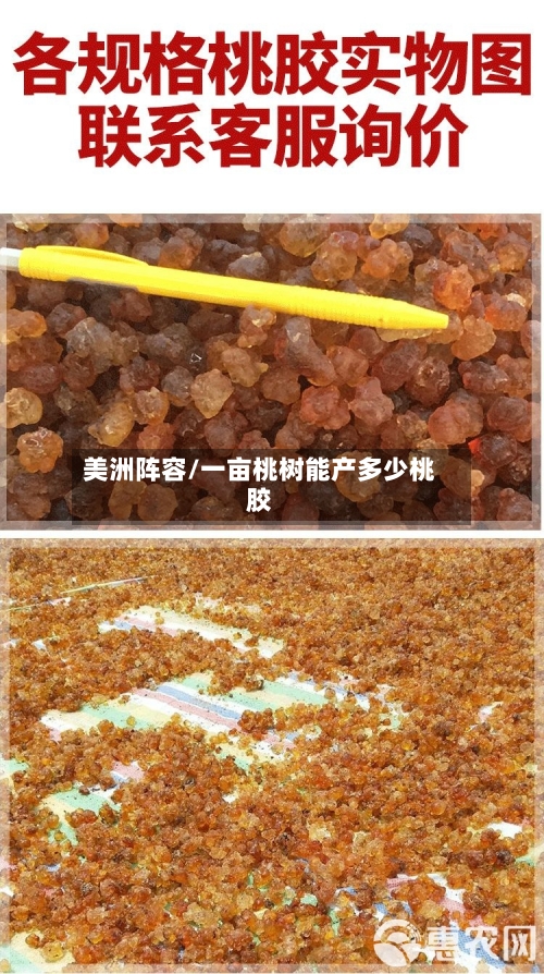 美洲阵容/一亩桃树能产多少桃胶-第3张图片