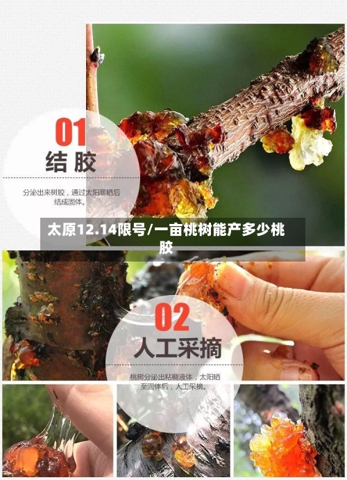 太原12.14限号/一亩桃树能产多少桃胶-第2张图片