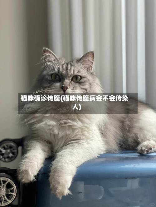 猫咪确诊传腹(猫咪传腹病会不会传染人)