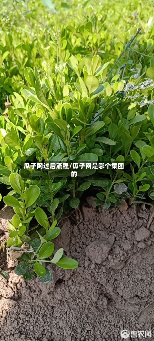 瓜子网过后流程/瓜子网是哪个集团的