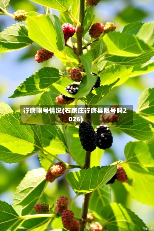 行唐限号情况(石家庄行唐县限号吗2026)