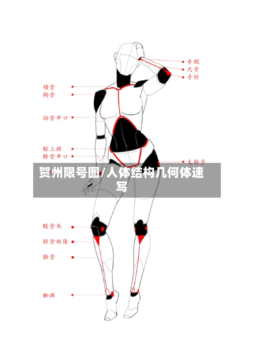 贺州限号图/人体结构几何体速写