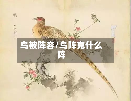 鸟被阵容/鸟阵克什么阵