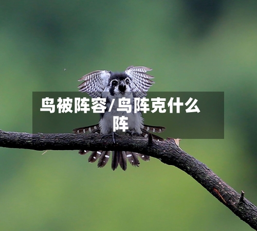 鸟被阵容/鸟阵克什么阵-第2张图片