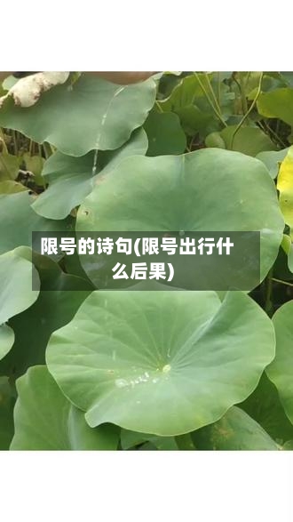 限号的诗句(限号出行什么后果)-第2张图片