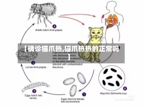 【确诊猫爪热,猫爪热热的正常吗】