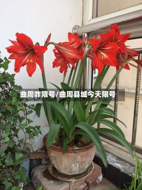 曲周咋限号/曲周县城今天限号-第2张图片