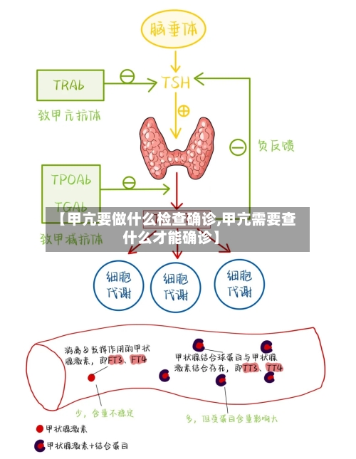 【甲亢要做什么检查确诊,甲亢需要查什么才能确诊】