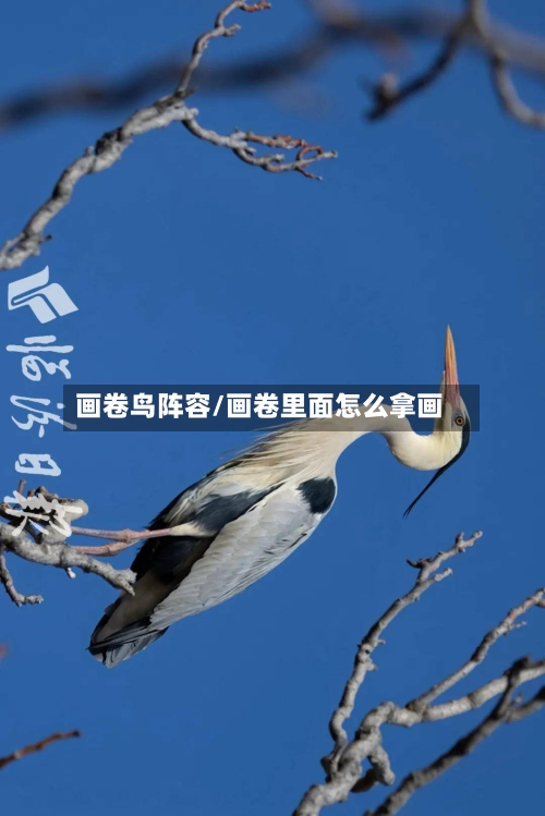 画卷鸟阵容/画卷里面怎么拿画-第2张图片