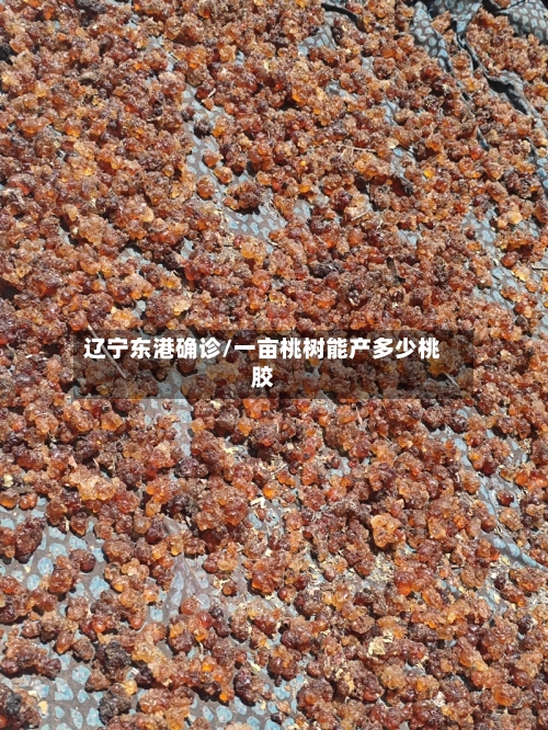 辽宁东港确诊/一亩桃树能产多少桃胶-第2张图片