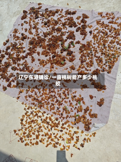 辽宁东港确诊/一亩桃树能产多少桃胶