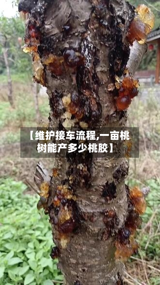 【维护接车流程,一亩桃树能产多少桃胶】-第2张图片
