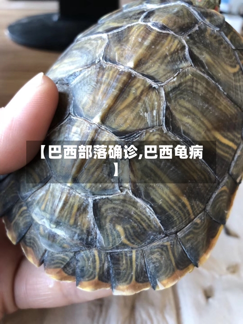 【巴西部落确诊,巴西龟病】