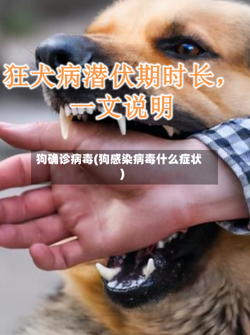 狗确诊病毒(狗感染病毒什么症状)