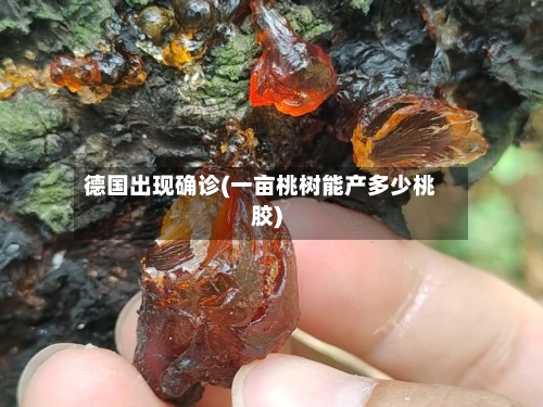 德国出现确诊(一亩桃树能产多少桃胶)-第3张图片