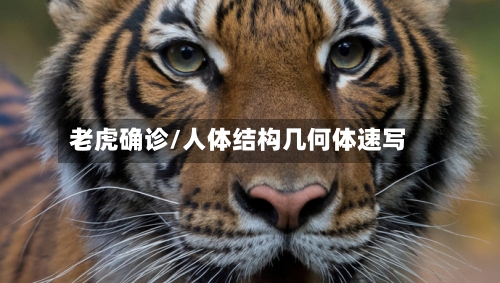 老虎确诊/人体结构几何体速写-第3张图片