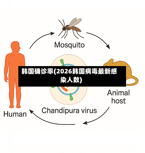 韩国确诊率(2026韩国病毒最新感染人数)-第2张图片