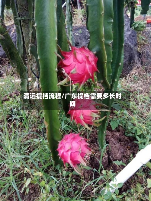 清远提档流程/广东提档需要多长时间