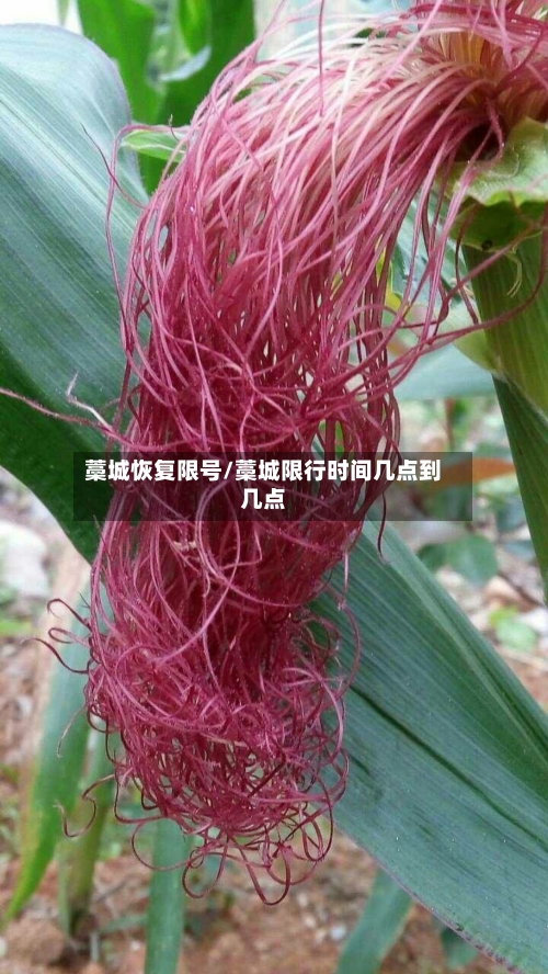 藁城恢复限号/藁城限行时间几点到几点-第3张图片