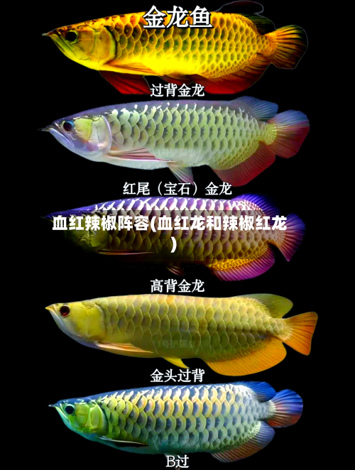 血红辣椒阵容(血红龙和辣椒红龙)