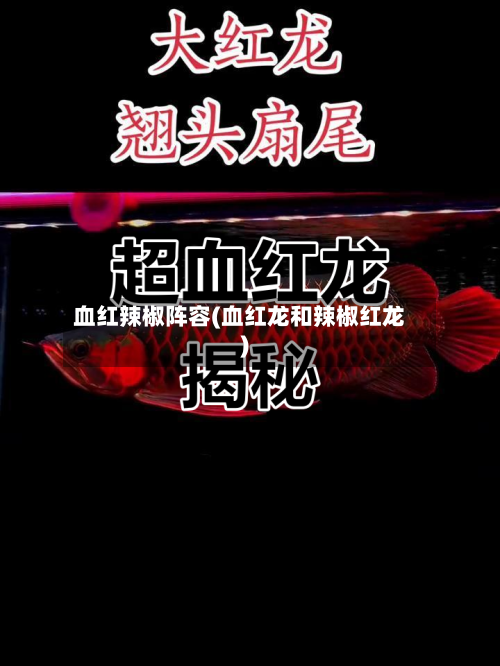 血红辣椒阵容(血红龙和辣椒红龙)-第2张图片