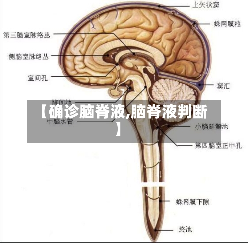 【确诊脑脊液,脑脊液判断】-第2张图片