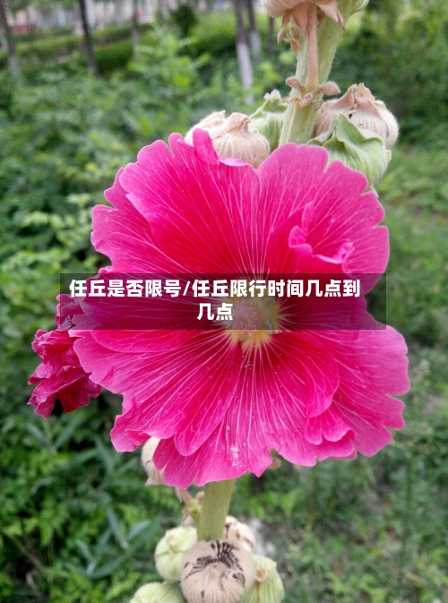 任丘是否限号/任丘限行时间几点到几点