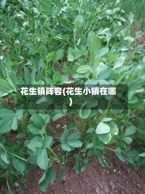 花生镇阵容(花生小镇在哪)