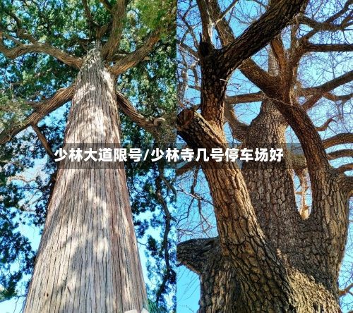 少林大道限号/少林寺几号停车场好-第2张图片