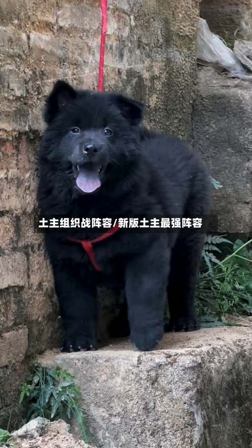 土主组织战阵容/新版土主最强阵容