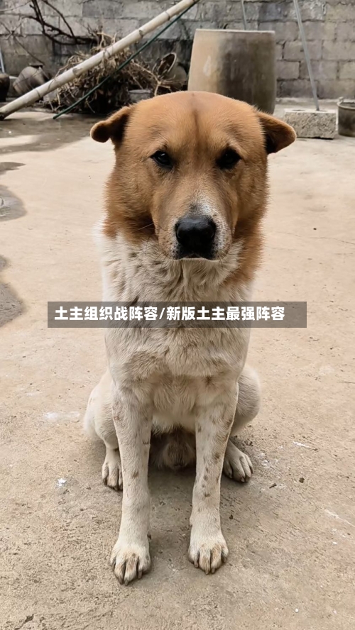 土主组织战阵容/新版土主最强阵容-第2张图片
