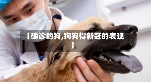 【确诊的狗,狗狗得新冠的表现】