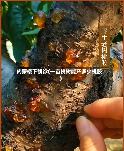 内蒙楼下确诊(一亩桃树能产多少桃胶)