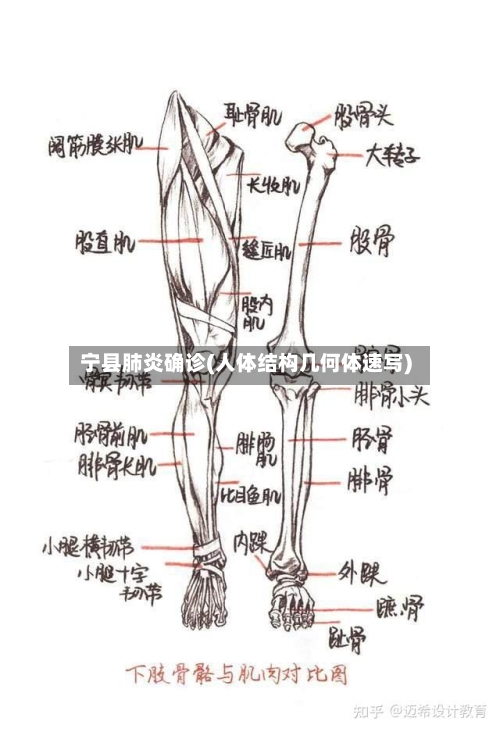 宁县肺炎确诊(人体结构几何体速写)